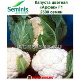 АРФАК