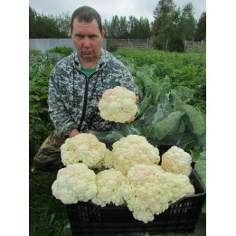 ФРАНСУАЗА