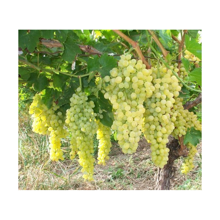 ШАСЛА МУСКАТНАЯ