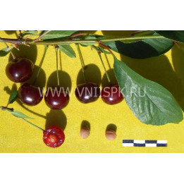 Сания