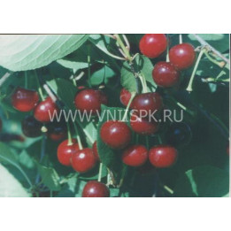 Саратовская малышка
