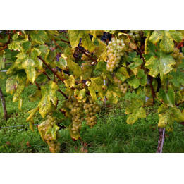 АССИРТИКО