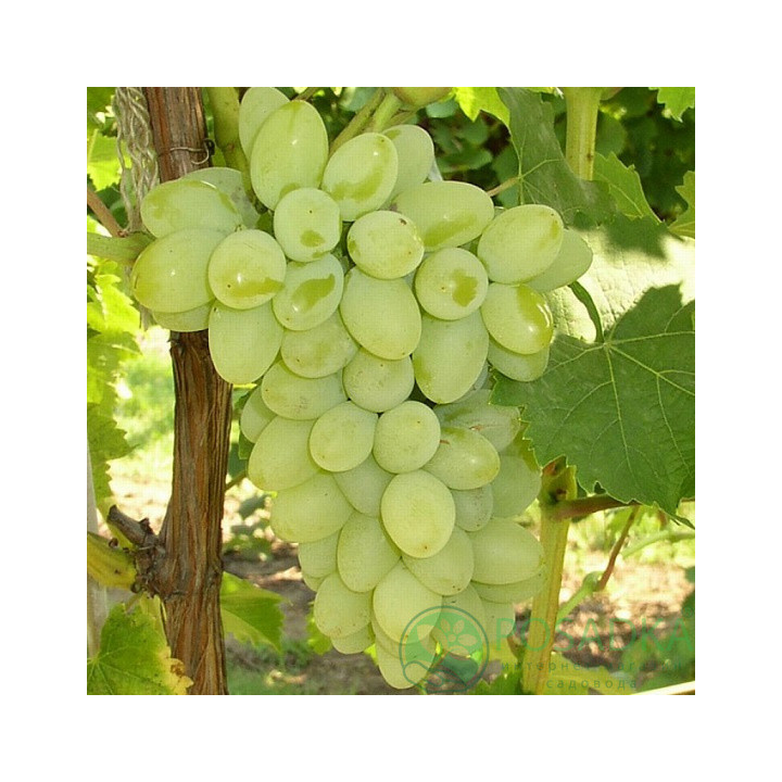 ГАЛБЕНА НОУ