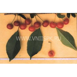 Сеянец Любской