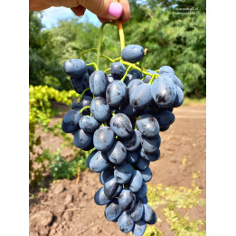 АНТРАЦИТ