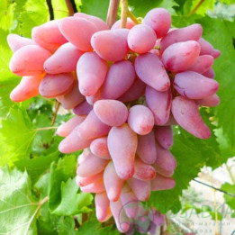 ОРИГИНАЛ