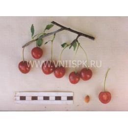 Шакировская