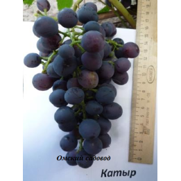 КАТЫР