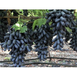 ЛУННЫЙ