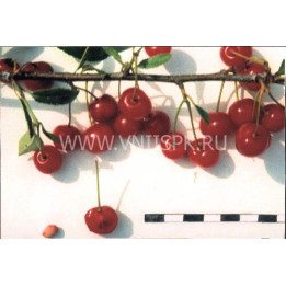 Болотовская