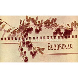 Вузовская