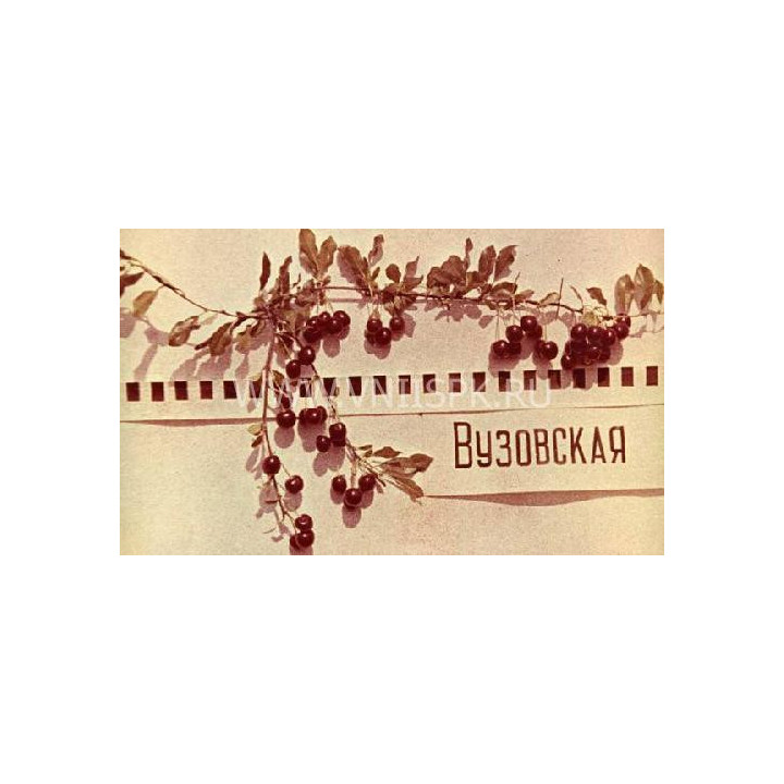 Вузовская