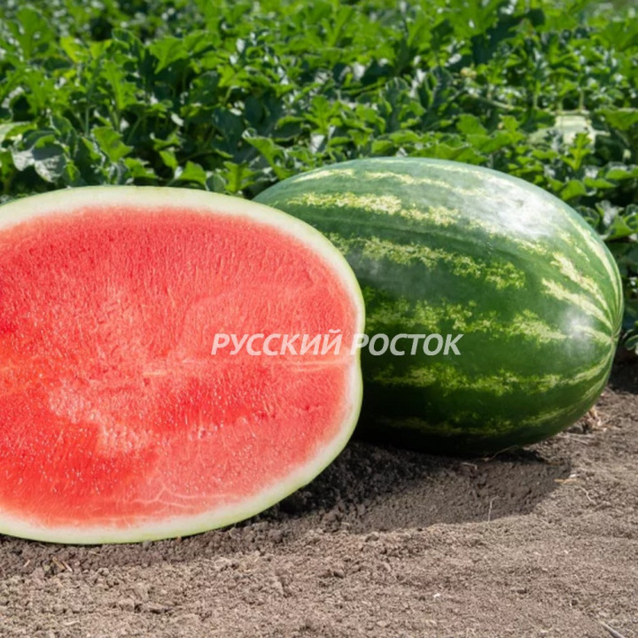 МОНИКА