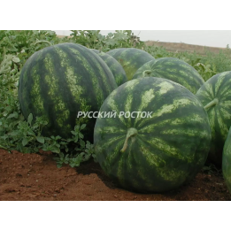 САФРАНЕ