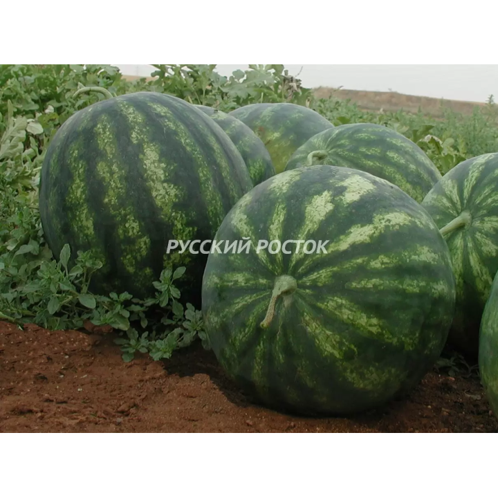 САФРАНЕ