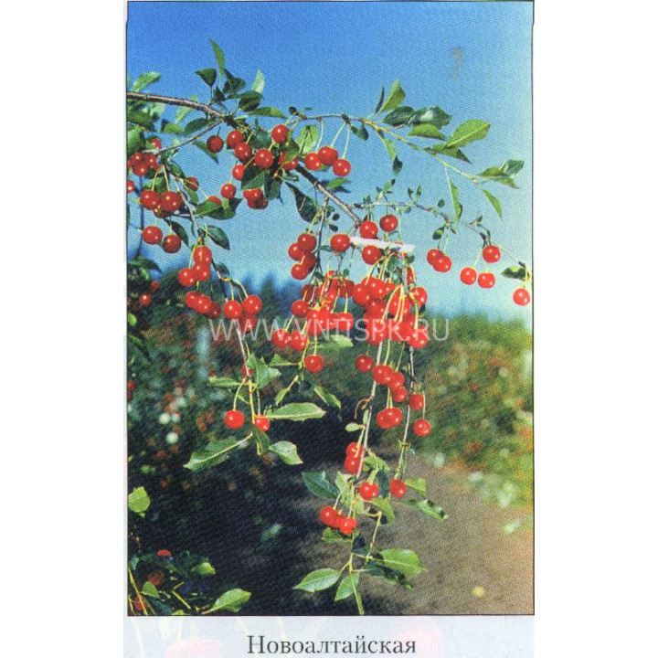 Новоалтайская