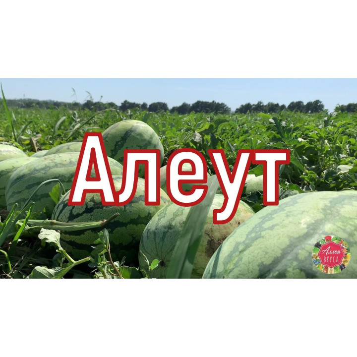 АЛЕУТ