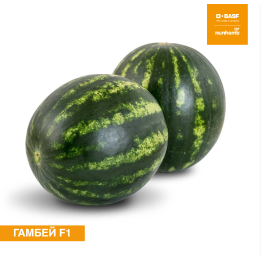 ГАМБЕЙ