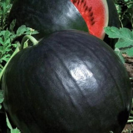 ЛЮСИЯ