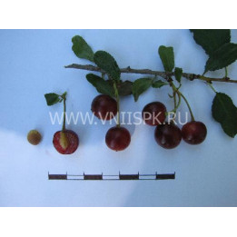 Прозрачная