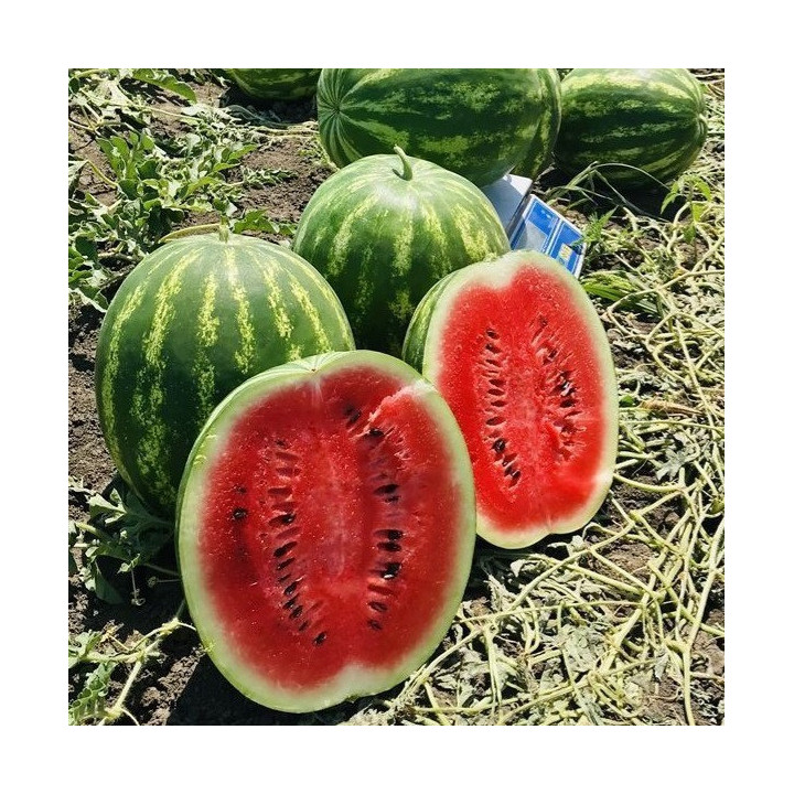 МАЧО