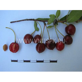 Сердечко