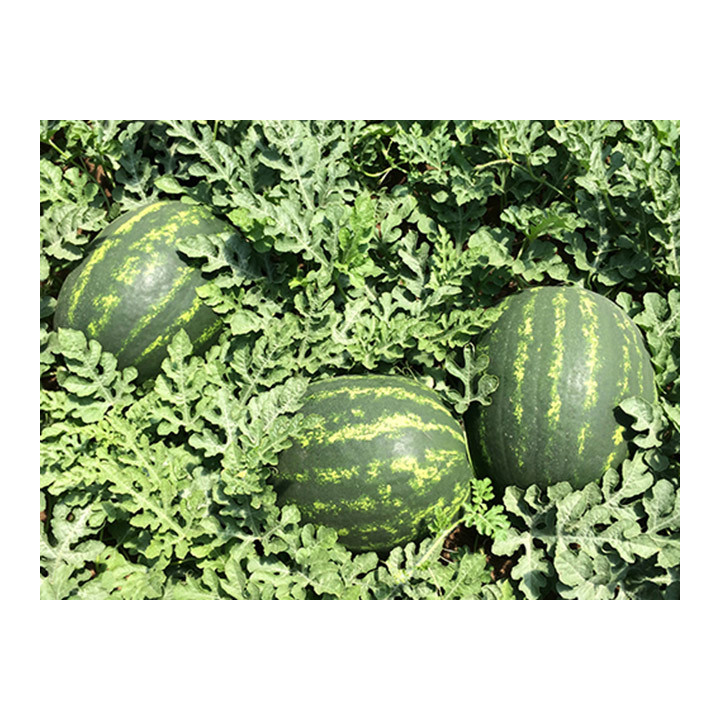 МАРИСТО