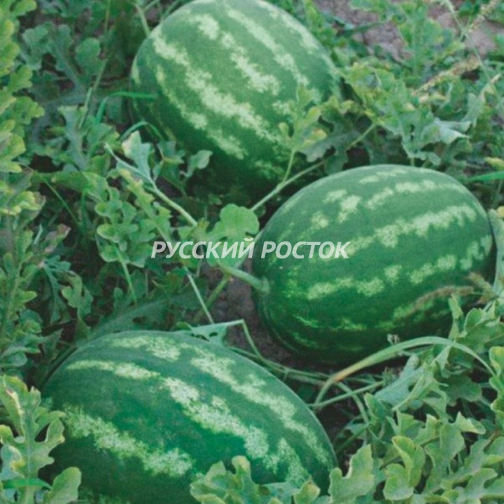 СТАРБАРСТ