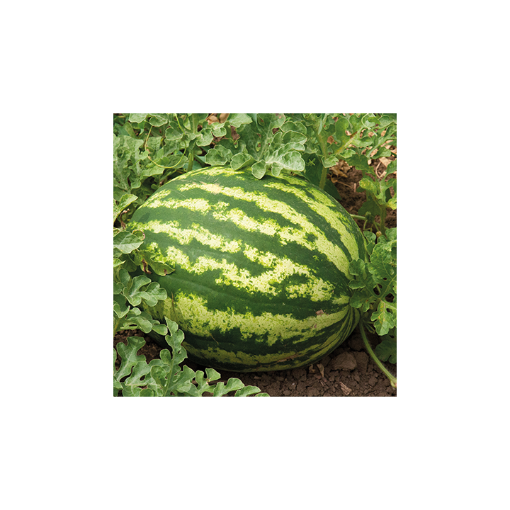 МАКСИМУС