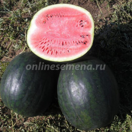 ИКАР
