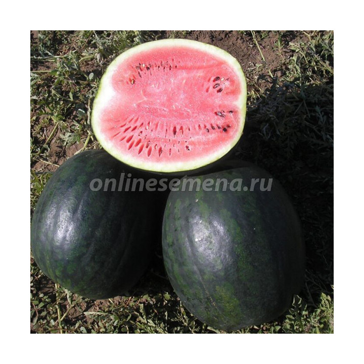 ИКАР