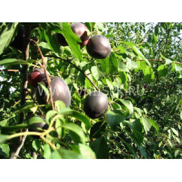 Кубанский черный