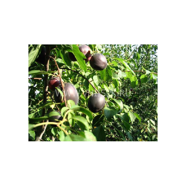 Кубанский черный