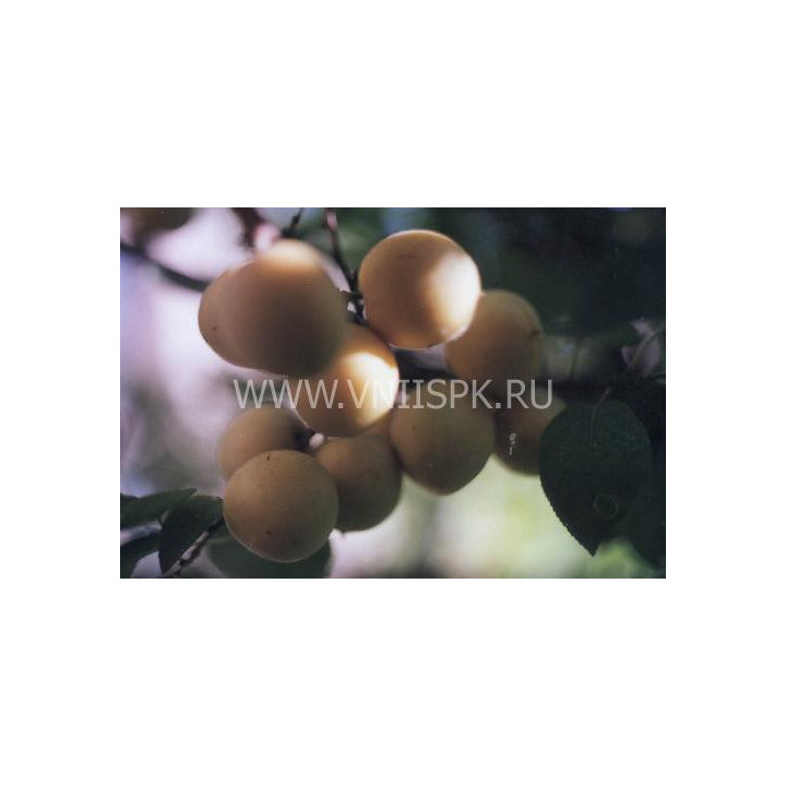 Куйбышевский юбилейный