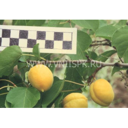 Первенец Самары (Куйбышевский ранний)