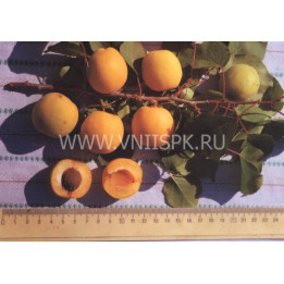 Пикантный