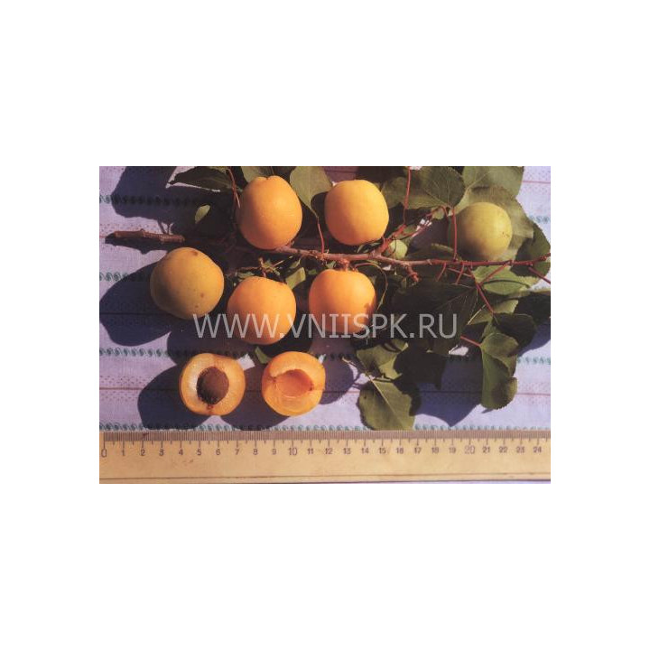 Пикантный