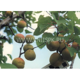 Самарский