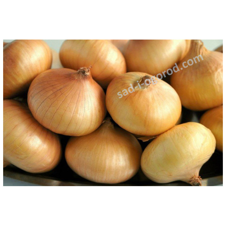 МЯЧКОВСКИЙ 300
