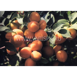 Саянский