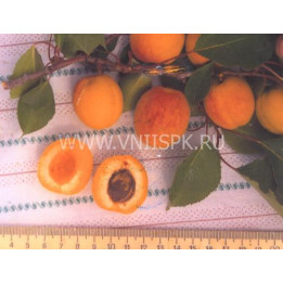 Снежинский
