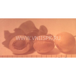 Ставропольский молодёжный