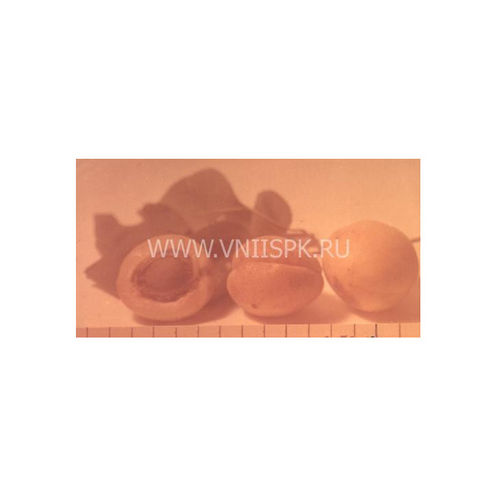 Ставропольский молодёжный