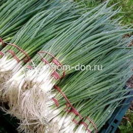 УАЙТ СКАЙ