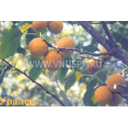 Уралец