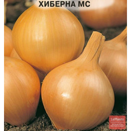ХИБЕРНА МС