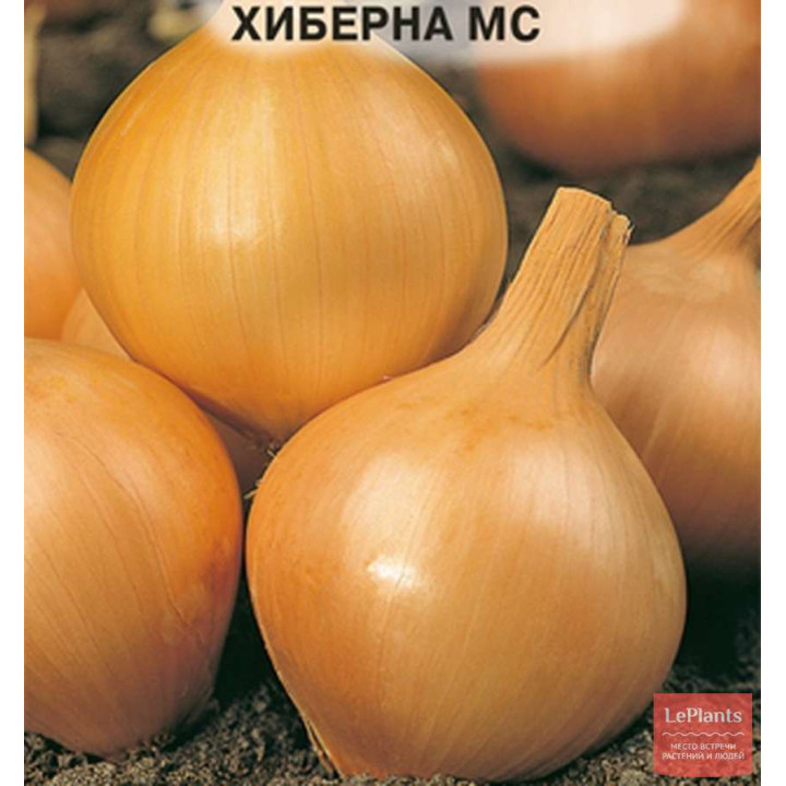 ХИБЕРНА МС