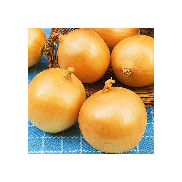 ЗОЛОТИСТЫЙ СЕМКО