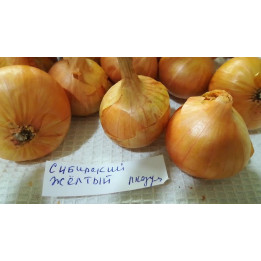 СИБИРСКИЙ ЖЕЛТЫЙ