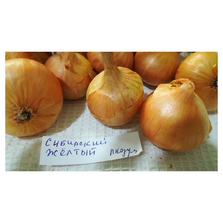 СИБИРСКИЙ ЖЕЛТЫЙ